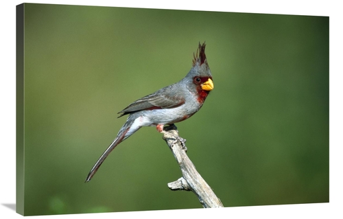 Global Gallery GCS-453291-2436-142 24 x 36 in. Pyrrhuloxia Male Perchi