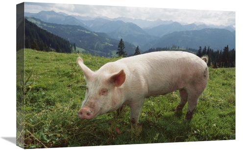 Global Gallery GCS-452629-1624-142 16 x 24 in. Pig on A Grassy Lawn&#4