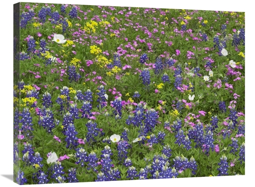 Global Gallery GCS-395957-2432-142 24 x 32 in. Sand Bluebonnet Flowers