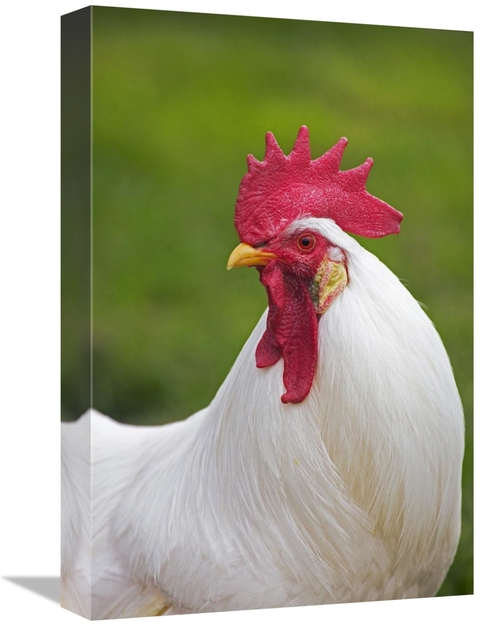 Global Gallery GCS-397529-1218-142 12 x 18 in. Domestic Chicken, W