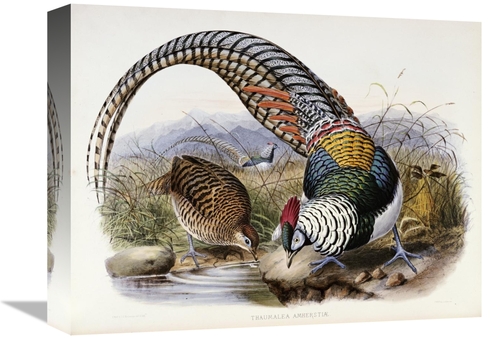 Global Gallery GCS-267961-16-142 16 in. Family of Pheasants Art Print 