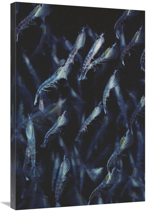 Global Gallery GCS-450630-2436-142 24 x 36 in. Antarctic Krill Schooli