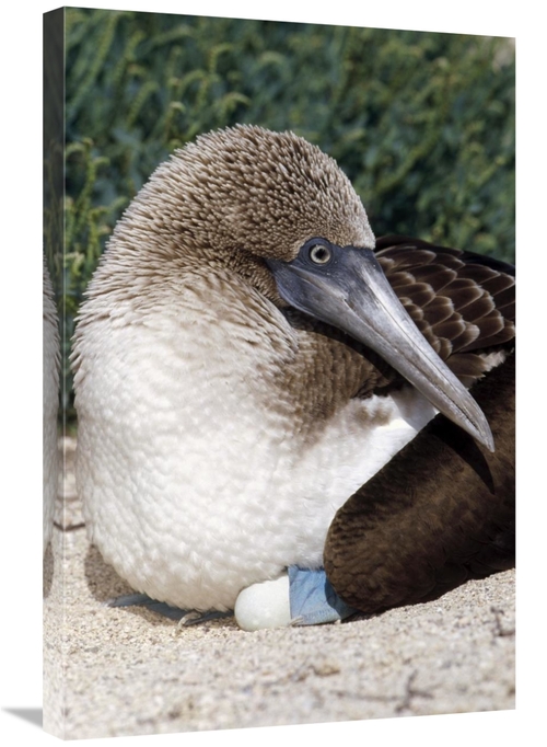 Global Gallery GCS-451400-2030-142 20 x 30 in. Blue-Footed Booby Femal