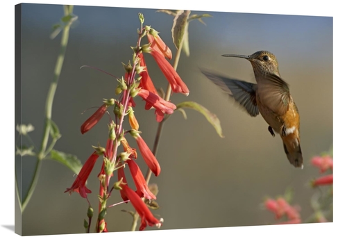 Global Gallery GCS-396833-3040-142 30 x 40 in. Broad-Tailed Hummingbir