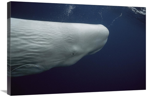 Global Gallery GCS-453546-2436-142 24 x 36 in. Sperm Whale White Morph