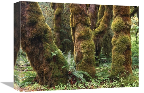 Global Gallery GCS-396838-1216-142 12 x 16 in. Mossy Big-Leaf Maples&#