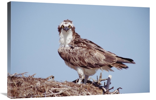 Global Gallery GCS-396431-2436-142 24 x 36 in. Osprey Adult Perching o