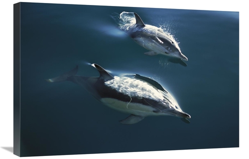 Global Gallery GCS-451698-2030-142 20 x 30 in. Common Dolphin Pair Jum