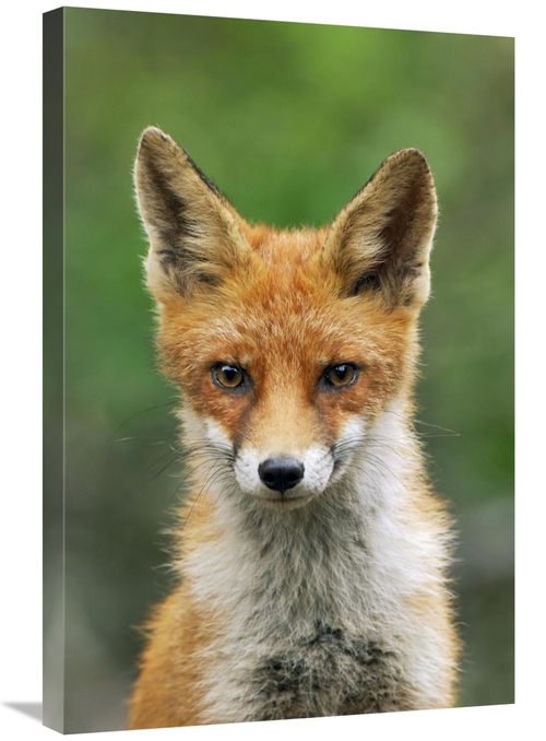 Global Gallery GCS-398282-2030-142 20 x 30 in. Red Fox, Hoge Veluw