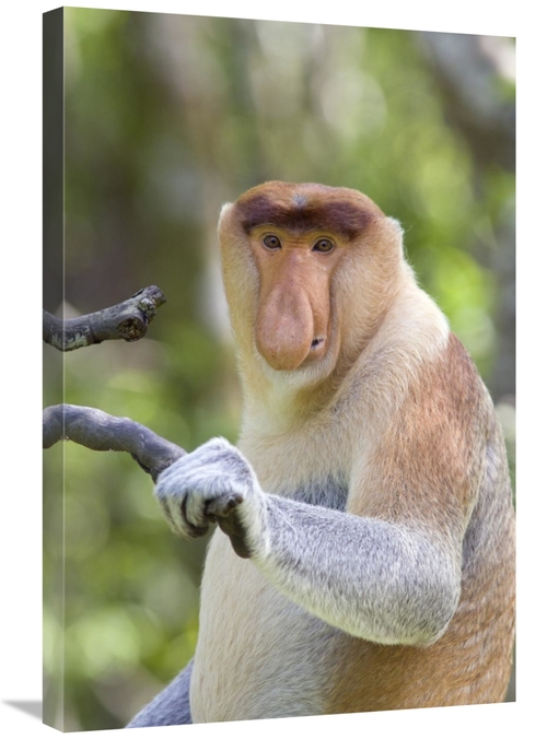 Global Gallery GCS-395811-2030-142 20 x 30 in. Proboscis Monkey Domina