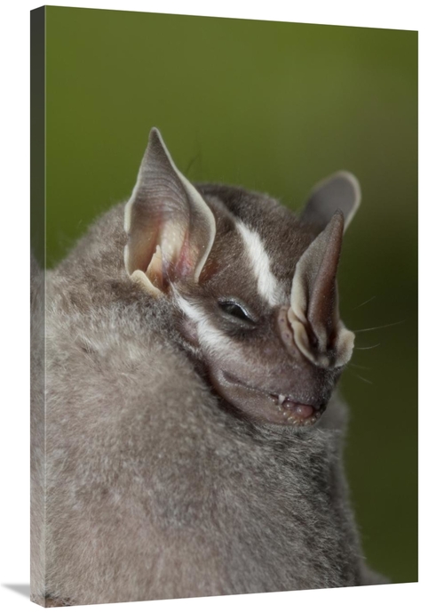 Global Gallery GCS-395557-2436-142 24 x 36 in. Leaf-Nosed Bat, Ama