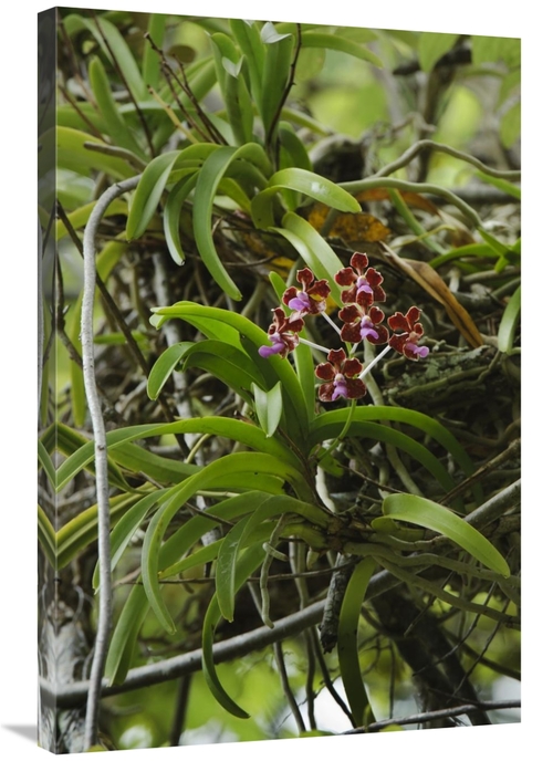 Global Gallery GCS-397542-2436-142 24 x 36 in. Orchid Flowers, Nus