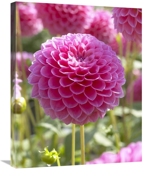 Global Gallery GCS-398369-2228-142 22 x 28 in. Dahlia Lindas Baby Vari