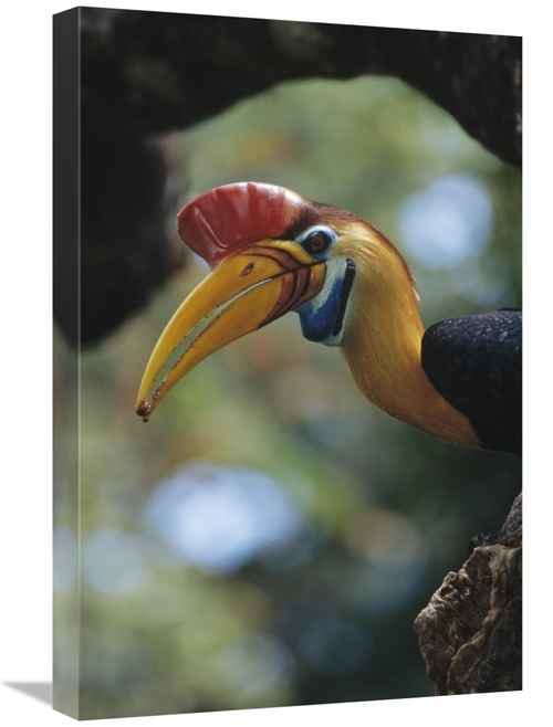 Global Gallery GCS-451051-1624-142 16 x 24 in. Sulawesi Red-Knobbed Ho