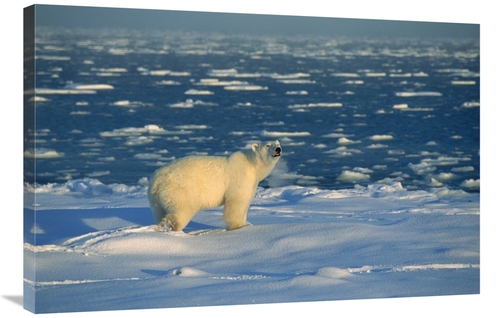 Global Gallery GCS-452506-2436-142 24 x 36 in. Polar Bear on Ice Field