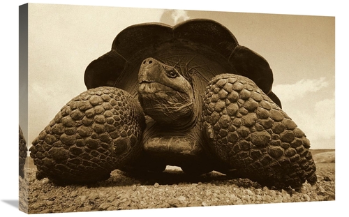 Global Gallery GCS-453673-2030-142 20 x 30 in. Galapagos Giant Tortois