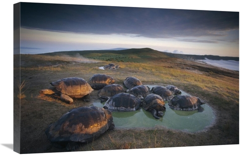 Global Gallery GCS-451383-2030-142 20 x 30 in. Galapagos Giant Tortois