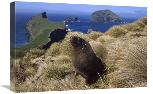 Global Gallery GCS-451827-1624-142 16 x 24 in. Hookers Sea Lion Bull S