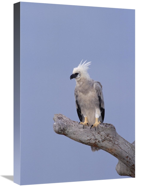 Global Gallery GCS-451049-1624-142 16 x 24 in. Harpy Eagle Juvenile Si