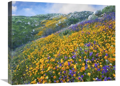 Global Gallery GCS-395954-1824-142 18 x 24 in. California Poppy & Dese
