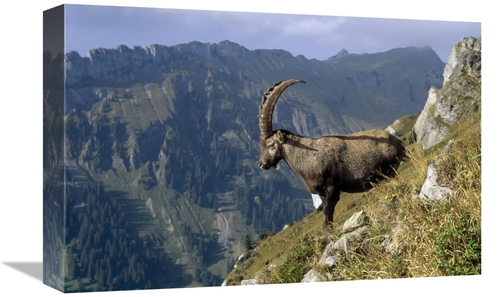 12 x 18 in. Alpine Ibex Male with Swiss Alps in Background, Europe