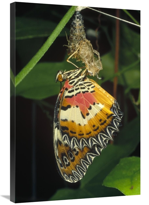 Global Gallery GCS-450978-2436-142 24 x 36 in. Malay Lacewing Butterfl