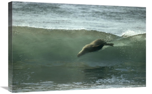 Global Gallery GCS-451087-2030-142 20 x 30 in. Galapagos Sea Lion Body