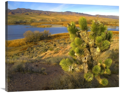 Global Gallery GCS-397121-3040-142 30 x 40 in. Joshua Tree & Wetlands 