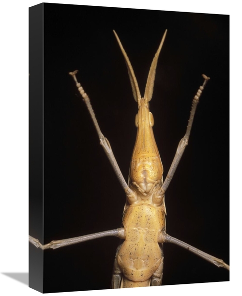 Global Gallery GCS-451005-1218-142 12 x 18 in. Grass-Blade Grasshopper