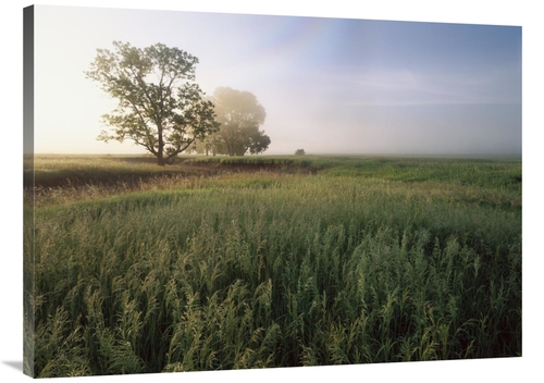 Global Gallery GCS-397212-3040-142 30 x 40 in. Oak Trees Shrouded in F