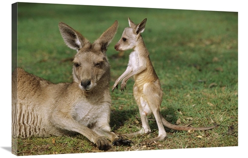 Global Gallery GCS-398087-2436-142 24 x 36 in. Eastern Grey Kangaroo M