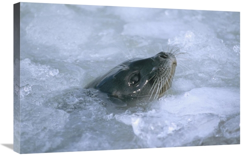 Global Gallery GCS-451089-2030-142 20 x 30 in. Ringed Seal Surfacing i