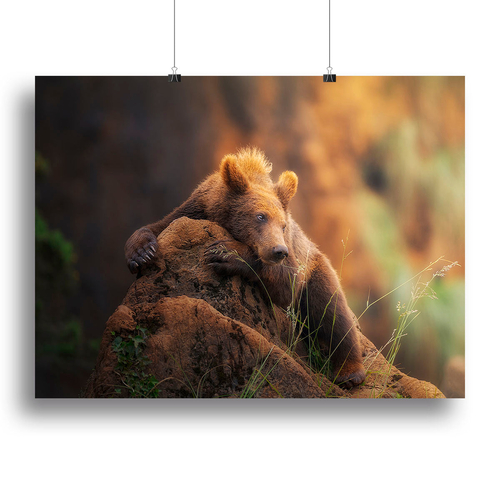 Bear portrait Canvas Print or Poster