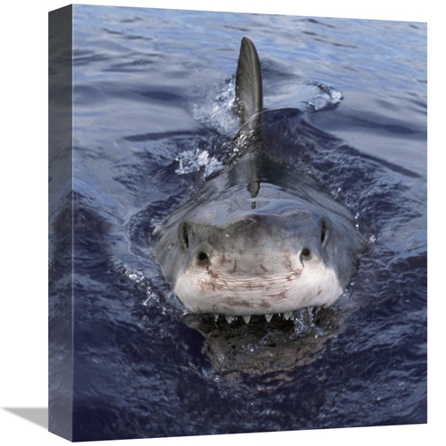 Global Gallery GCS-397966-16-142 16 in. Great White Shark At Surface&#