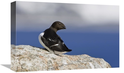 Global Gallery GCS-452703-1218-142 12 x 18 in. Little Auk, Spitsbe