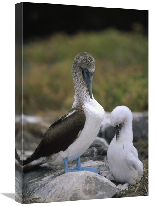 Global Gallery GCS-451252-1624-142 16 x 24 in. Blue-Footed Booby & Chi