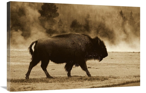 Global Gallery GCS-453718-2436-142 24 x 36 in. American Bison Male Nea