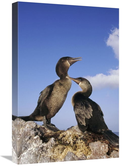 Global Gallery GCS-451061-1624-142 16 x 24 in. Flightless Cormorant Pa