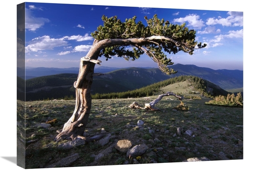Global Gallery GCS-396048-1824-142 18 x 24 in. Bristlecone Pine, M