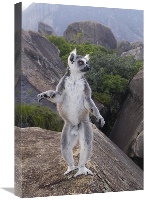 Global Gallery GCS-397957-1624-142 16 x 24 in. Ring-Tailed Lemur Male 