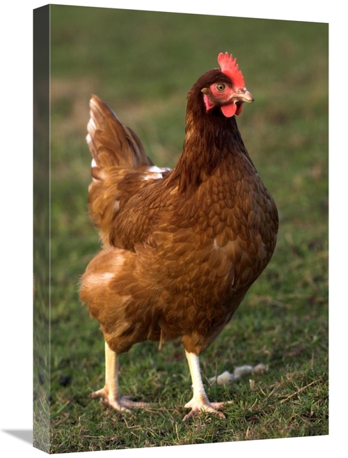 Global Gallery GCS-397491-1624-142 16 x 24 in. Domestic Chicken, C