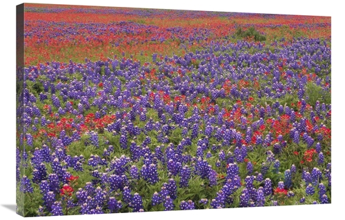 Global Gallery GCS-396876-2436-142 24 x 36 in. Hill Country Wildflower