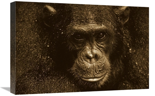 Global Gallery GCS-453709-1624-142 16 x 24 in. Chimpanzee Called Frodo