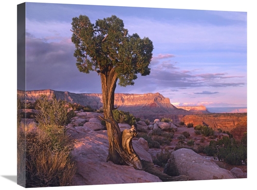 20 x 24 in. Single-Leaf Pinyon Pine at Toroweap Overlook, Grand Ca