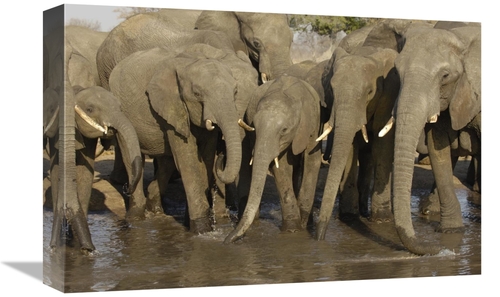 Global Gallery GCS-453269-1218-142 12 x 18 in. African Elephant Herd A