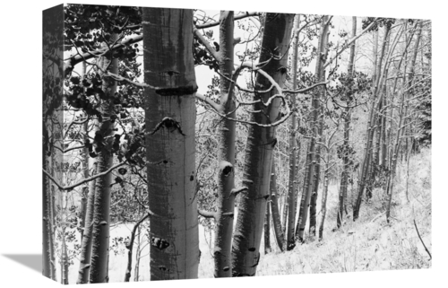 Global Gallery GCS-460931-1216-142 12 x 16 in. Aspens with Snow, G