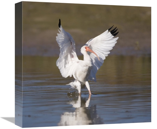 Global Gallery GCS-453335-16-142 16 in. White Ibis Landing, Rio Gr