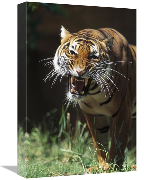 Global Gallery GCS-450816-1218-142 12 x 18 in. Bengal Tiger Snarling&#