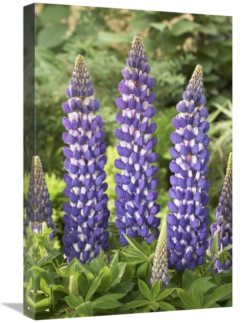 Global Gallery GCS-398360-1624-142 16 x 24 in. Lupine Sea Horse Variet