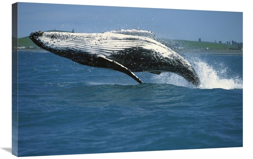 Global Gallery GCS-398197-2436-142 24 x 36 in. Humpback Whale Breachin